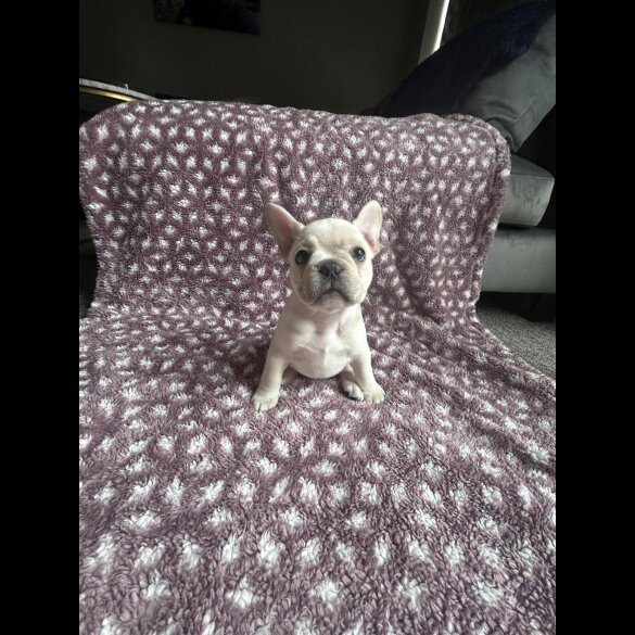 French Bulldog - Both