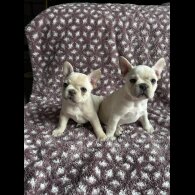 French Bulldog - Both