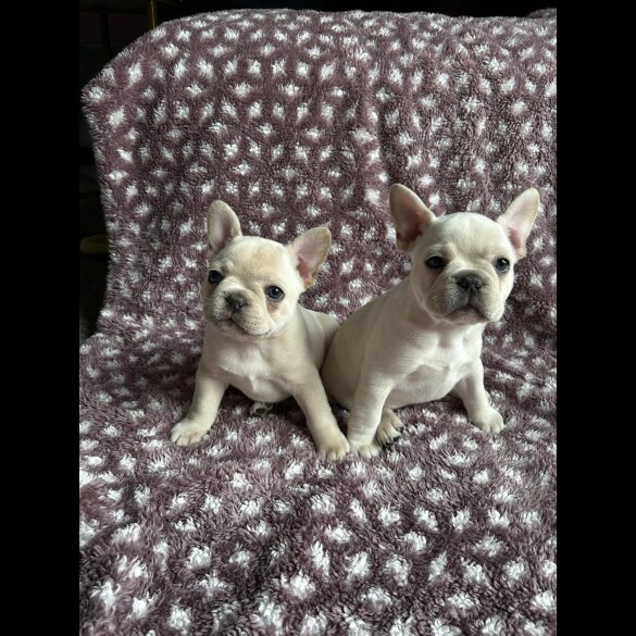French Bulldog - Both