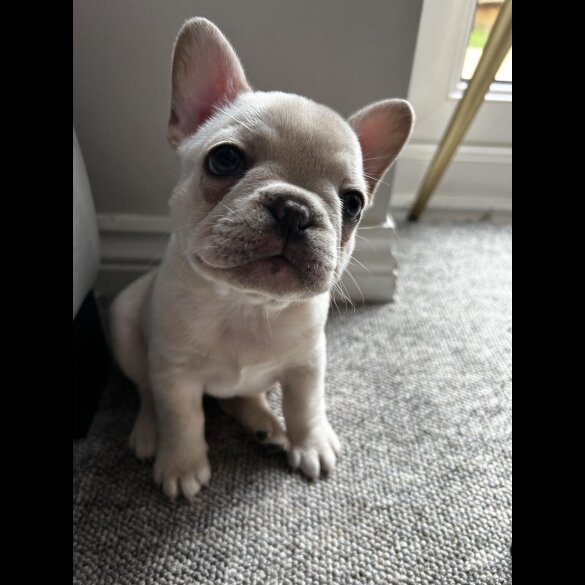 French Bulldog - Both