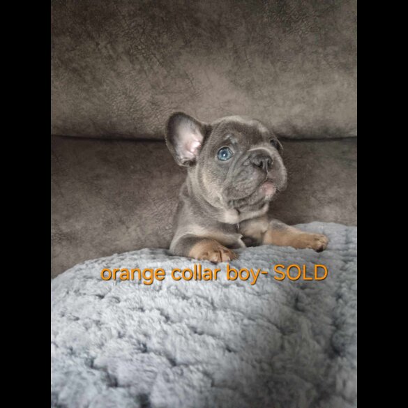 French Bulldog - Both