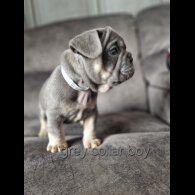 French Bulldog - Both