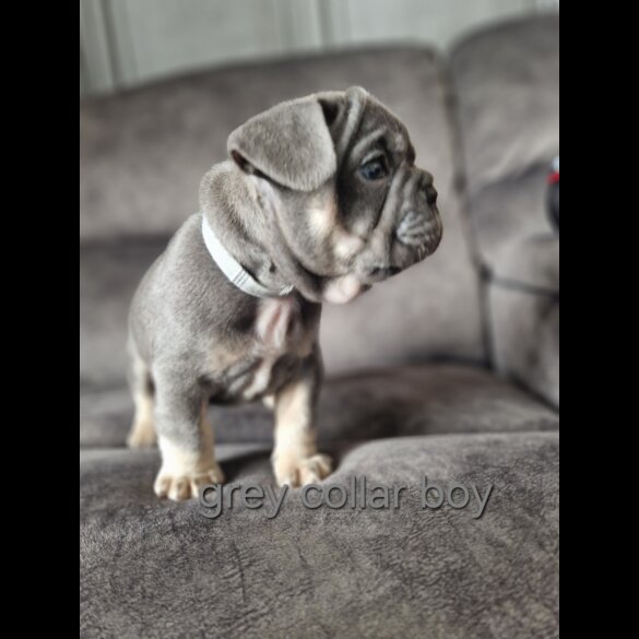French Bulldog - Both