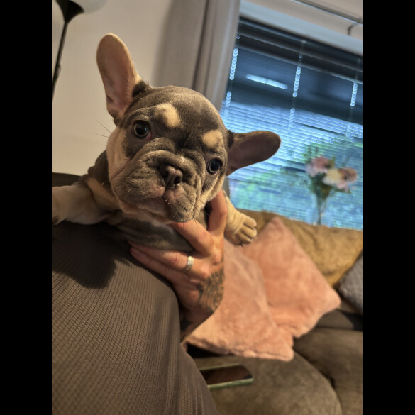 French Bulldog - Both