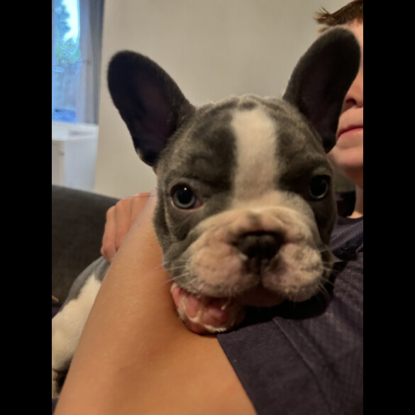 French Bulldog - Both