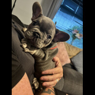 French Bulldog - Both