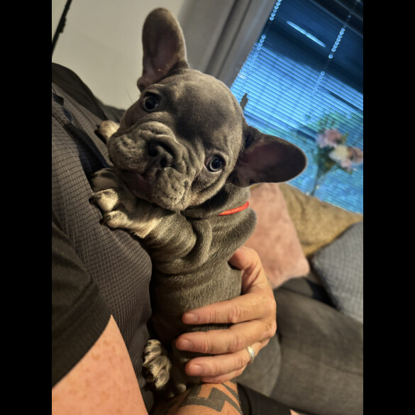 French Bulldog - Both