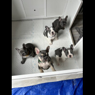 French Bulldog - Both