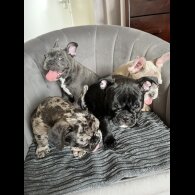 French Bulldog - Both