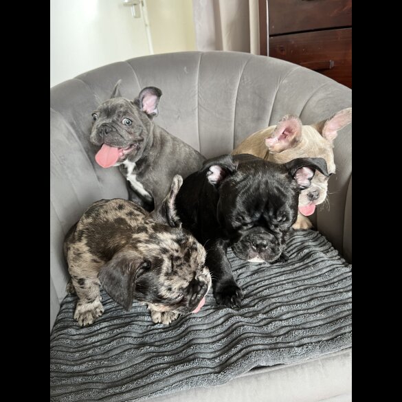 French Bulldog - Both