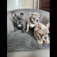 French Bulldog - Both