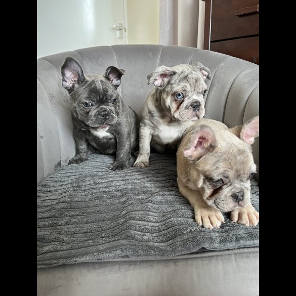 French Bulldog - Both