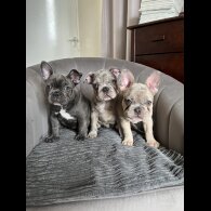 French Bulldog - Both