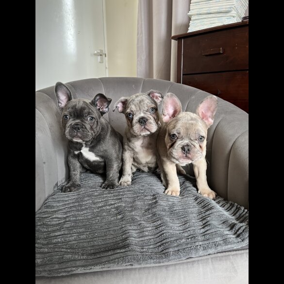 French Bulldog - Both