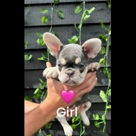 French Bulldog - Bitches