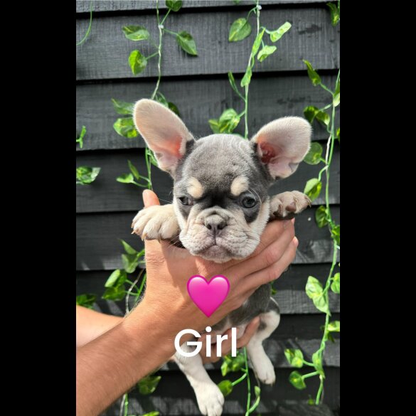 French Bulldog - Bitches