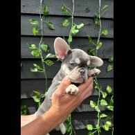 French Bulldog - Bitches