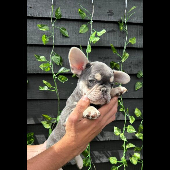 French Bulldog - Bitches