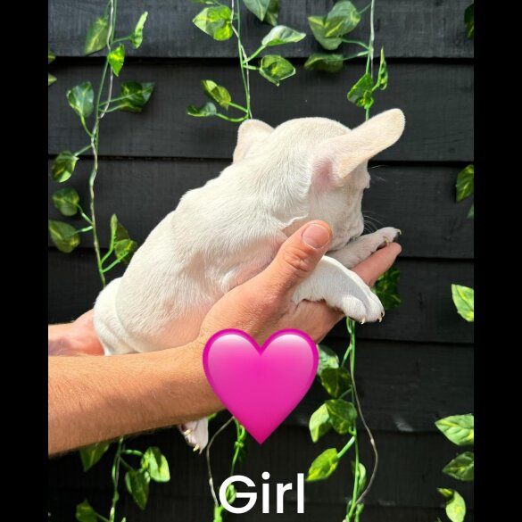 French Bulldog - Bitches