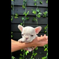 French Bulldog - Bitches