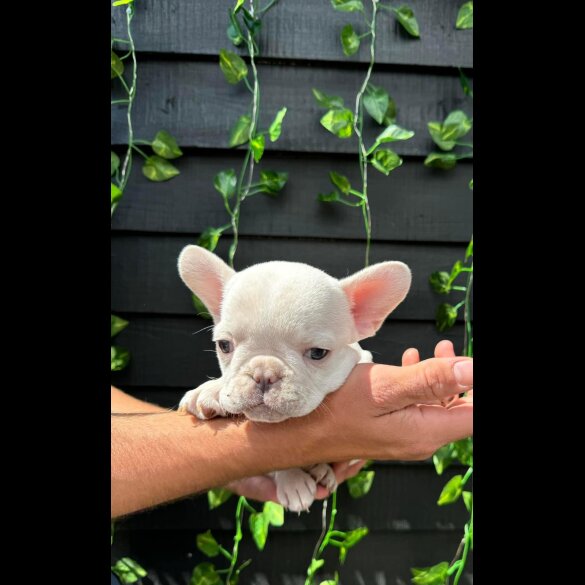 French Bulldog - Bitches