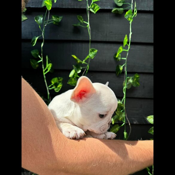 French Bulldog - Bitches