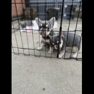 French Bulldog - Bitches