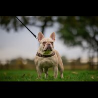French Bulldog - Bitches