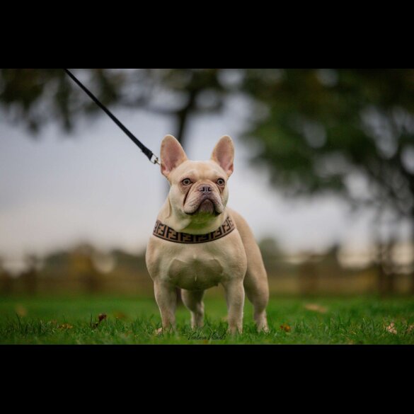 French Bulldog - Bitches