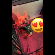 French Bulldog - Bitches
