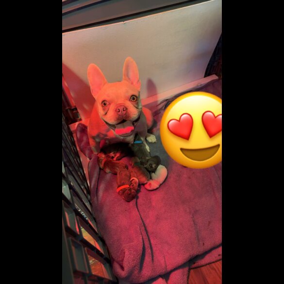 French Bulldog - Bitches