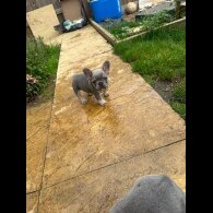 French Bulldog - Both