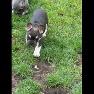 French Bulldog - Both
