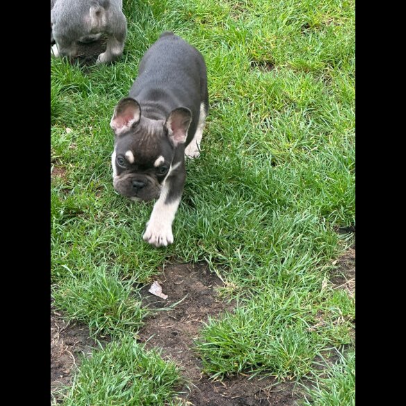 French Bulldog - Both