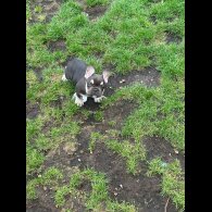 French Bulldog - Both