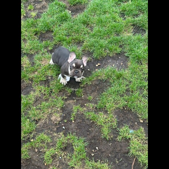 French Bulldog - Both