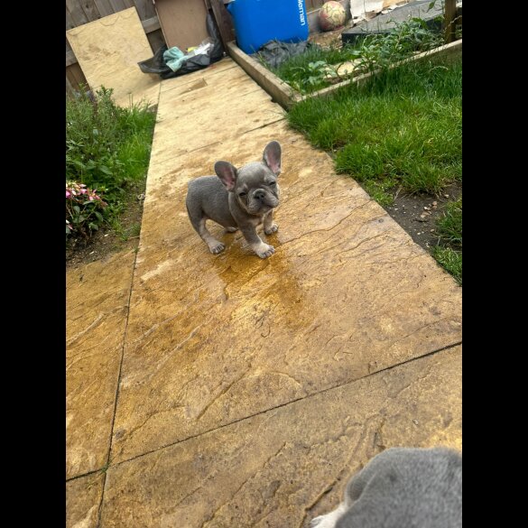 French Bulldog - Both
