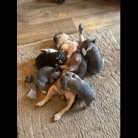 French Bulldog - Both