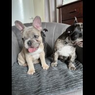 French Bulldog - Both