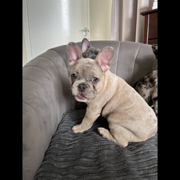 French Bulldog - Both