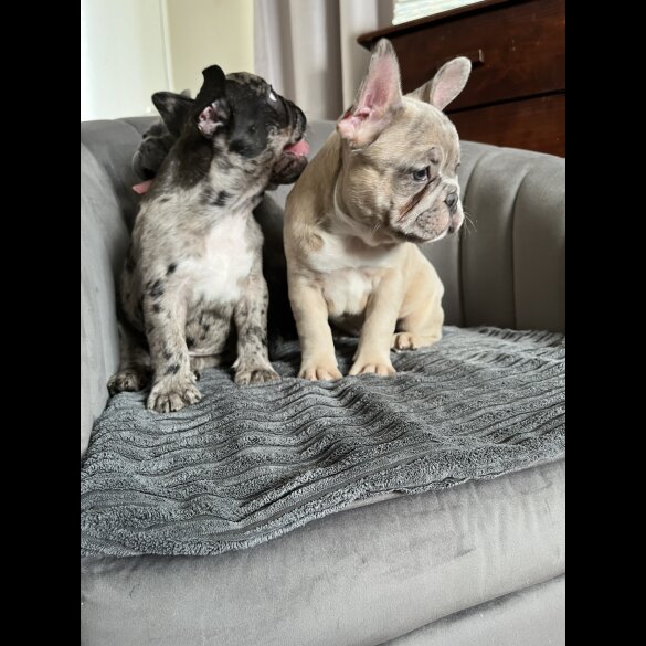 French Bulldog - Both