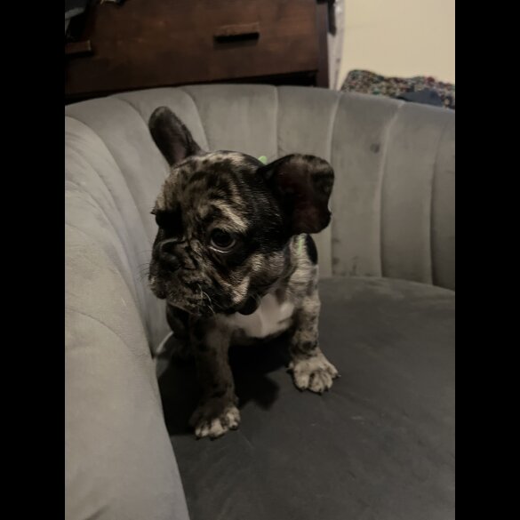 French Bulldog - Both