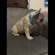 French Bulldog - Both