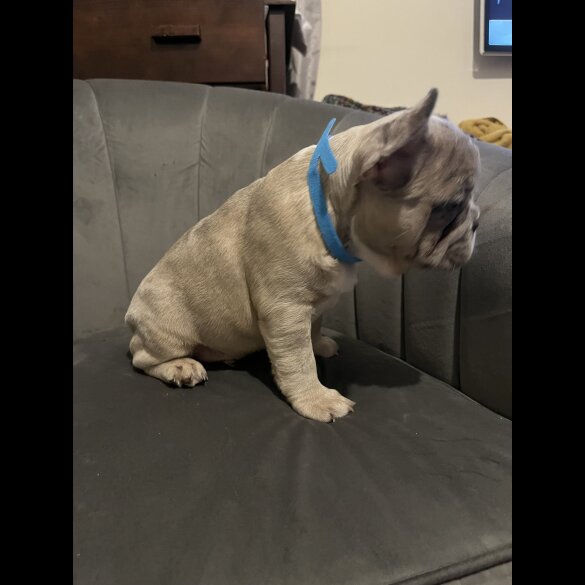 French Bulldog - Both