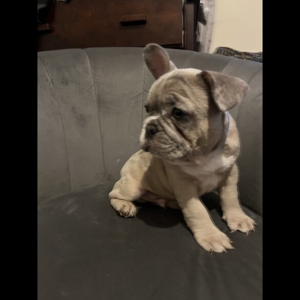 French Bulldog - Both