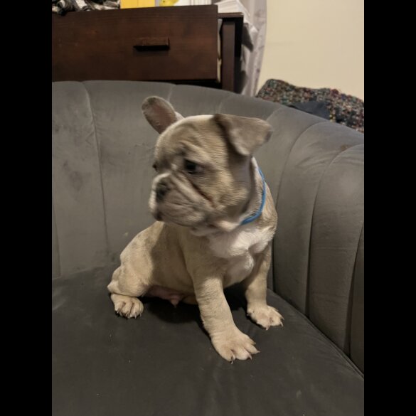 French Bulldog - Both