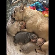 French Bulldog - Dogs