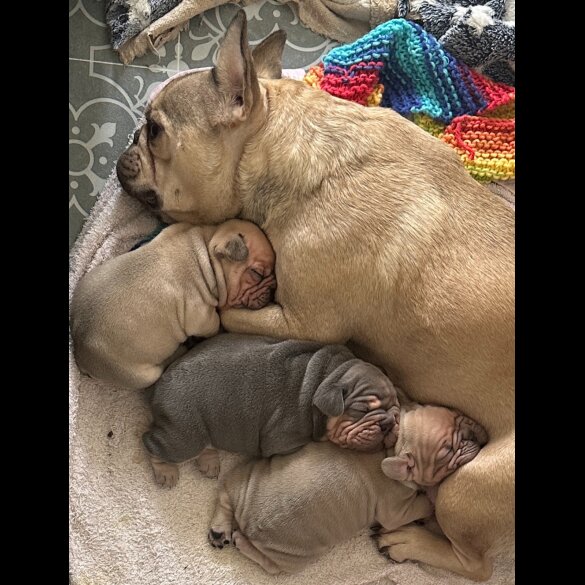 French Bulldog - Dogs
