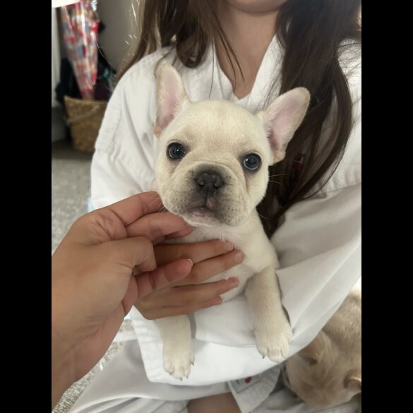 French Bulldog - Both