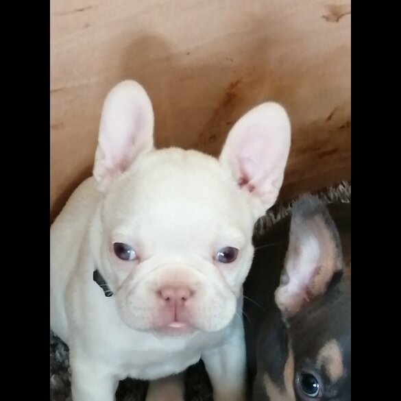 French Bulldog - Both